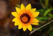 Flor