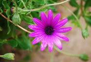Flor