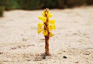 Flor
