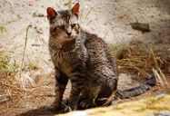 O gato mais velho da ilha
