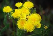 Flor
