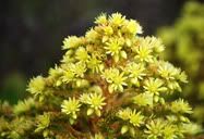 Flor
