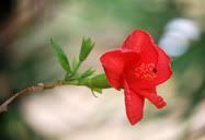 Flor