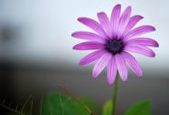 Flor