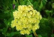 Flor