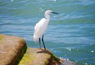 Gaivota
