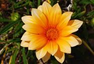 Flores