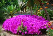 Flores