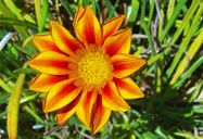 Flor