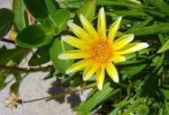 Flor