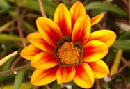 Flor