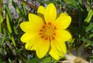 Flor