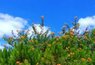 Flores ou Árvore?