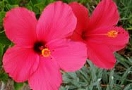 Flor