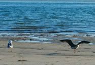 Gaivota