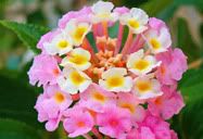 Flor