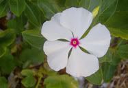 Flor
