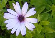 Flor