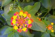 Flor