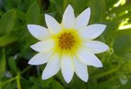 Flor