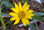 Flor
