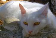 Pipóca