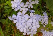 Flor