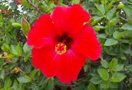Flor