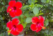 Flor