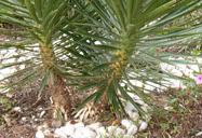 Cactos