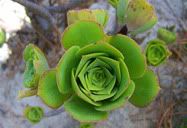 Flor