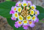 Flor
