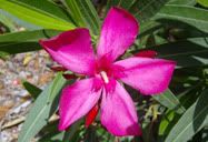 Flor