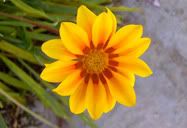 Flor