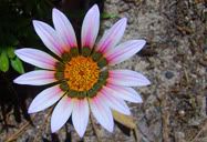 Flor