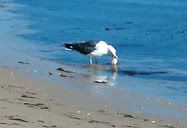 Gaivota