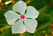 Flor