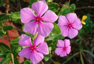 Flor