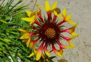 Uma flor estranha