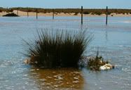 Lago dos Patos