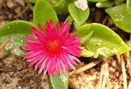 Flor