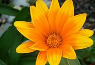 Flor
