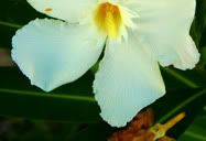 Flor