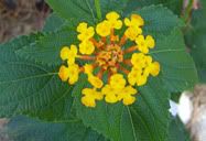 Flor