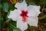 Flor