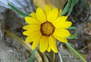 Flor