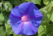 Flor