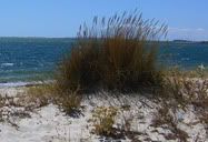 Dunas