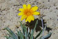 Flor de Areia