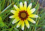 Flor